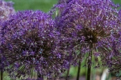 Allium.jpg