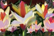 Color_Burst_Bouquet-2